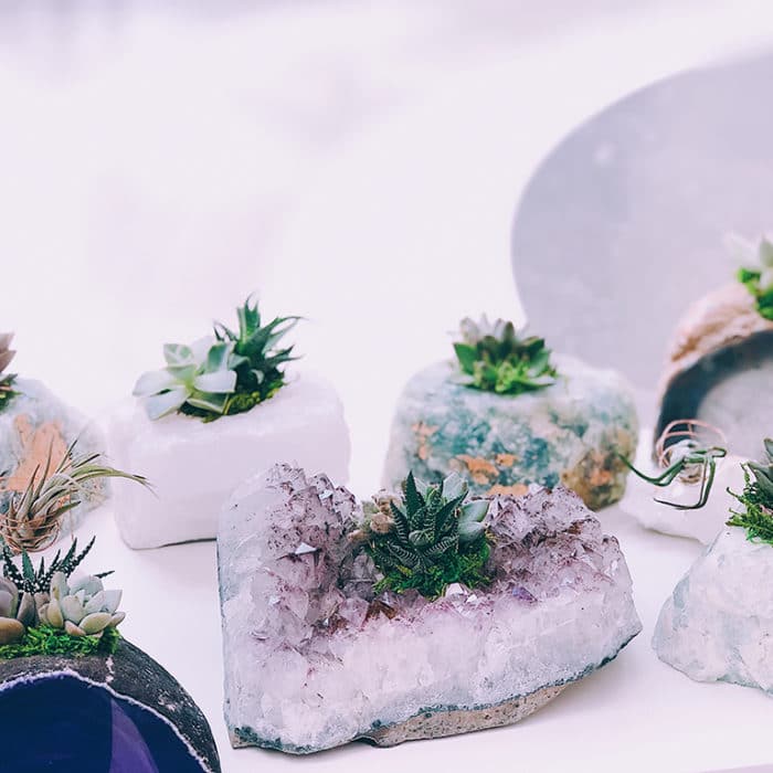 Amethyst Crystals and Succulent Plants