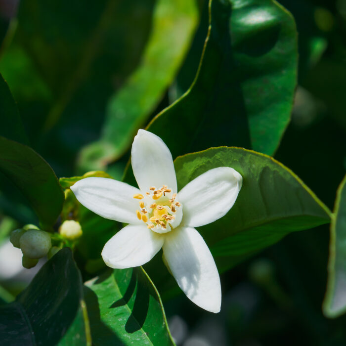 Blooming orange trees. Orange blossom in spring, close up, selective focus idea for background or postcard