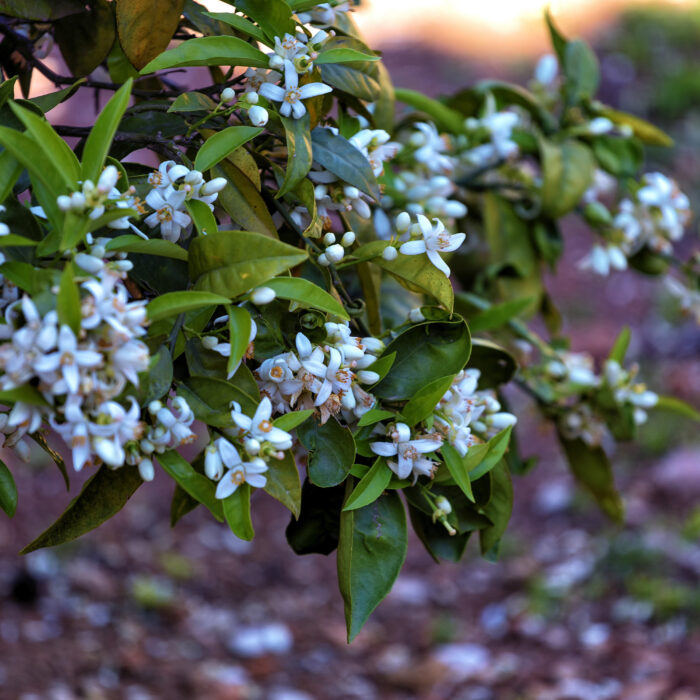 A closeup shot of a branch of beautiful white Neroli flowers growing in the garden