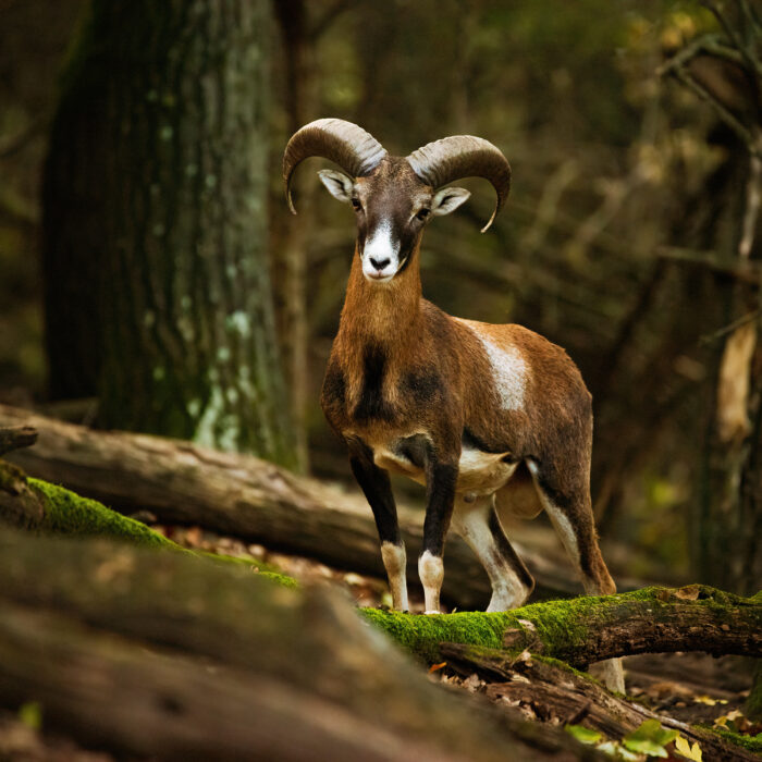 European mouflon - Ovis Aries Musimon in the forest