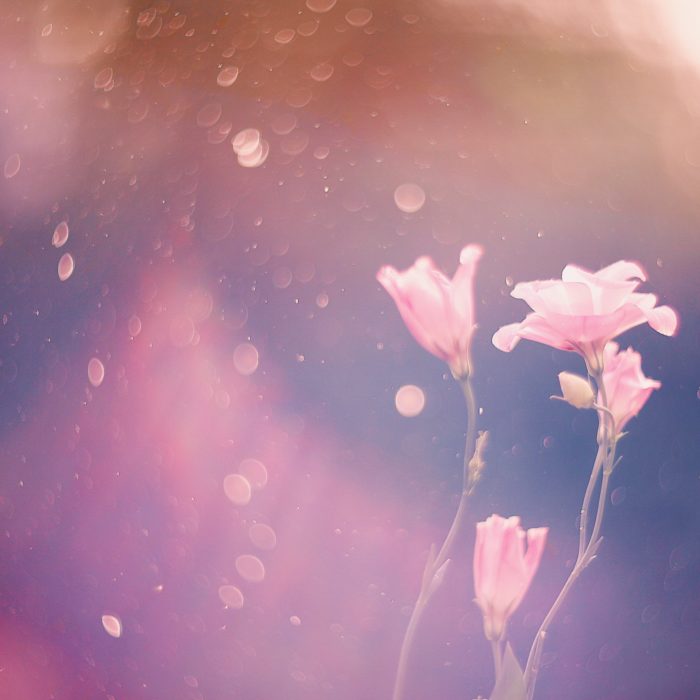 pink flowers and rain