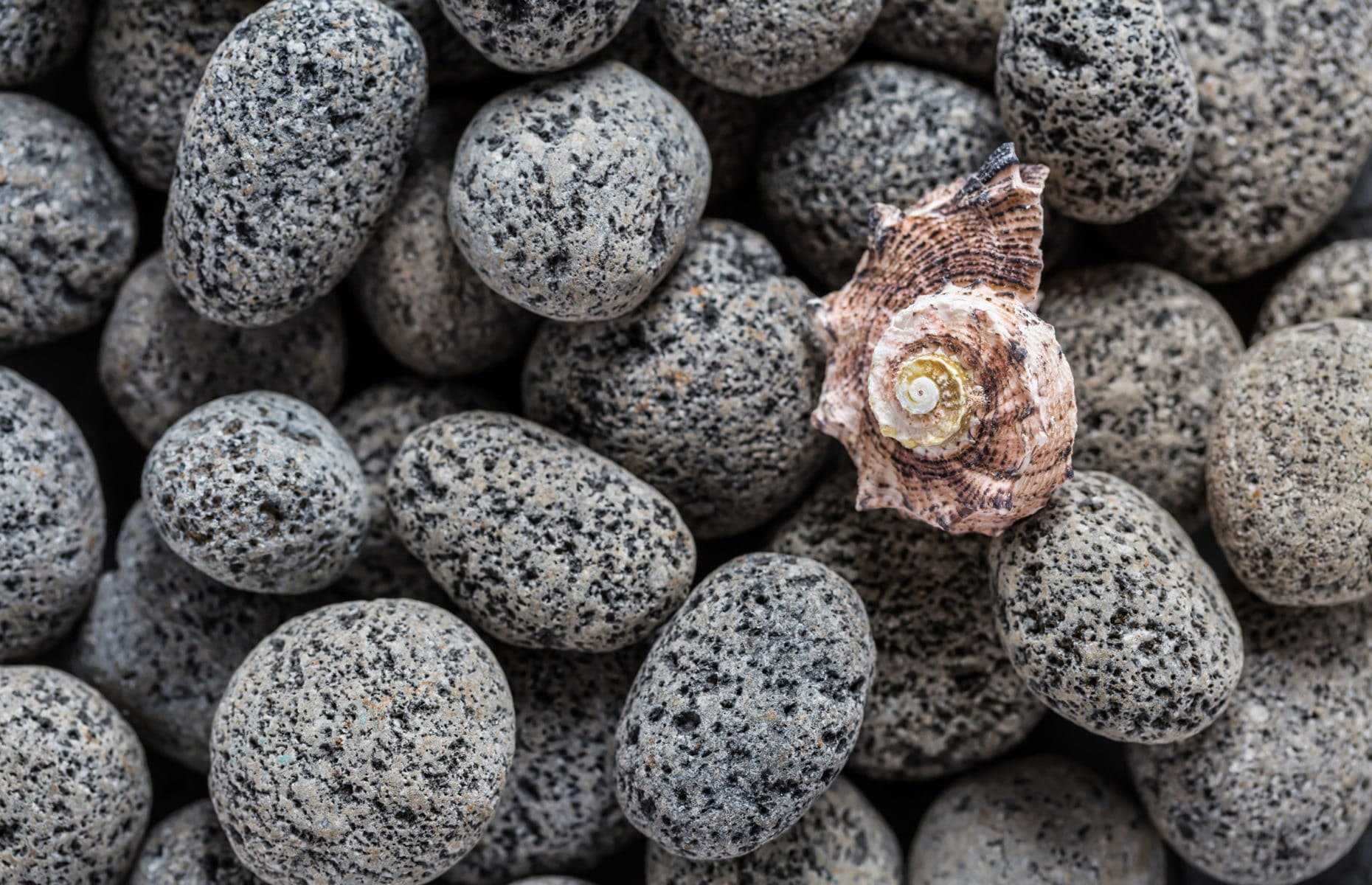 Lava stones with seashell as background.