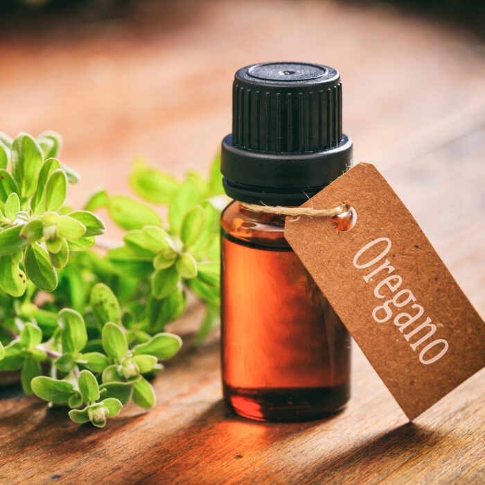 Fresh oregano plant leaves and essential oil on wooden background. Origanum vulgare also called wild marjoram is a culinary herb, used for cooking