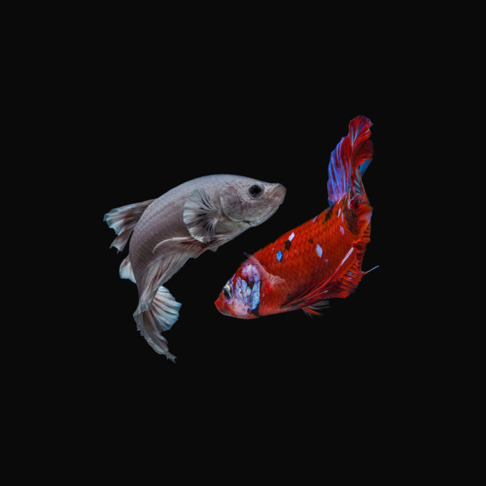 Two fishes representing the Pisces astrological sign