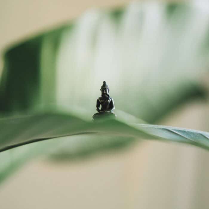 buddha on leaf