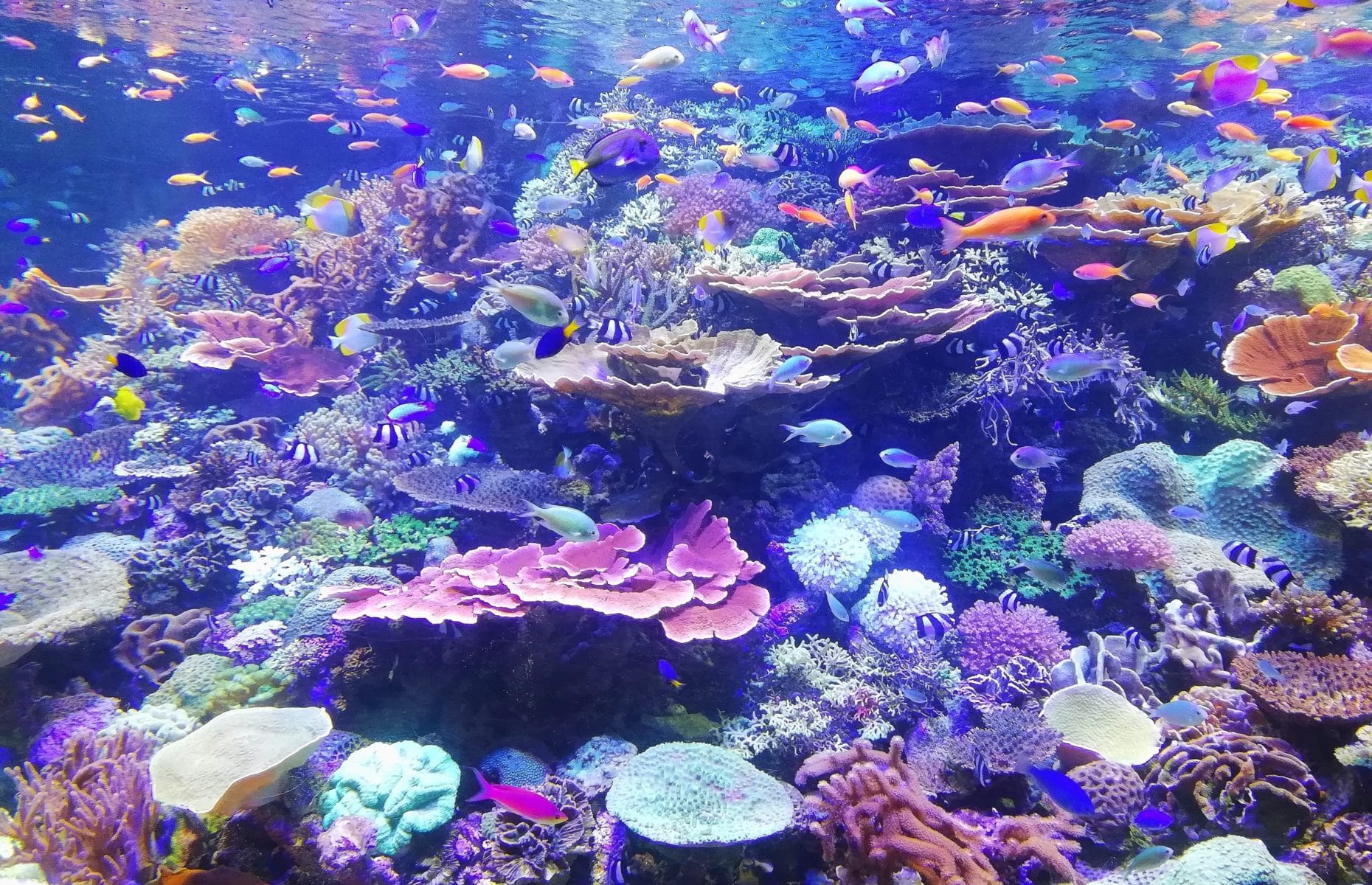 ocean coral reef