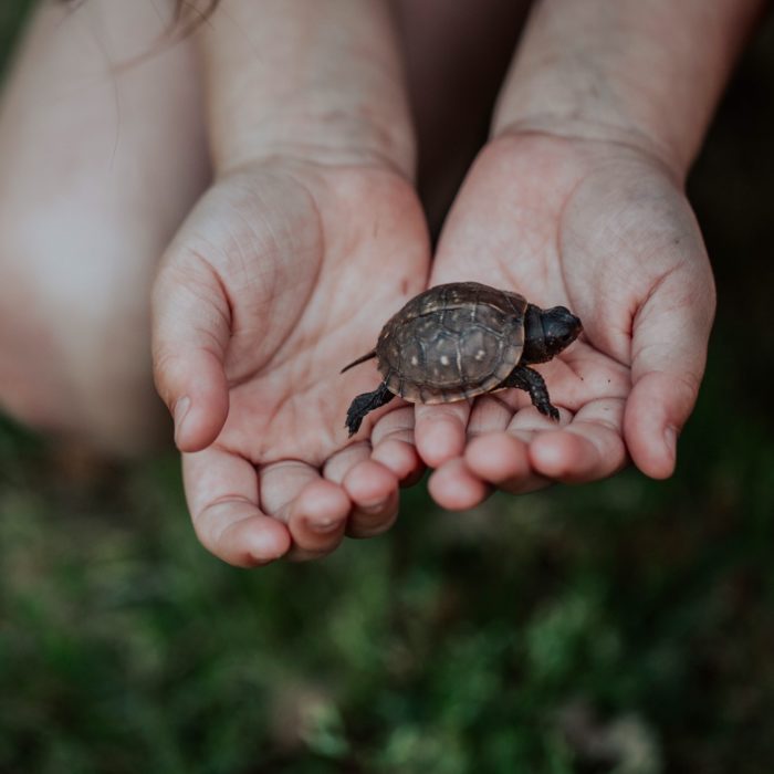 small turtle