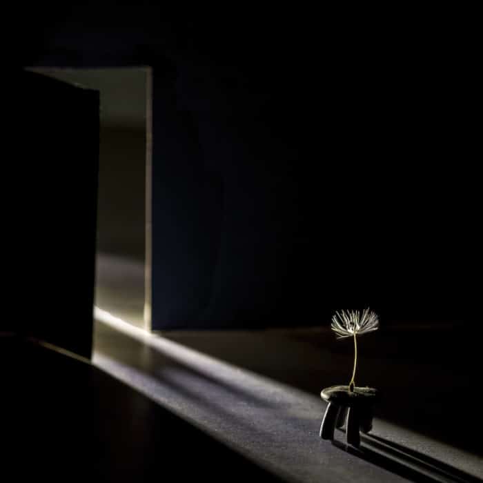 dandelion on a black background conceptual minimalism