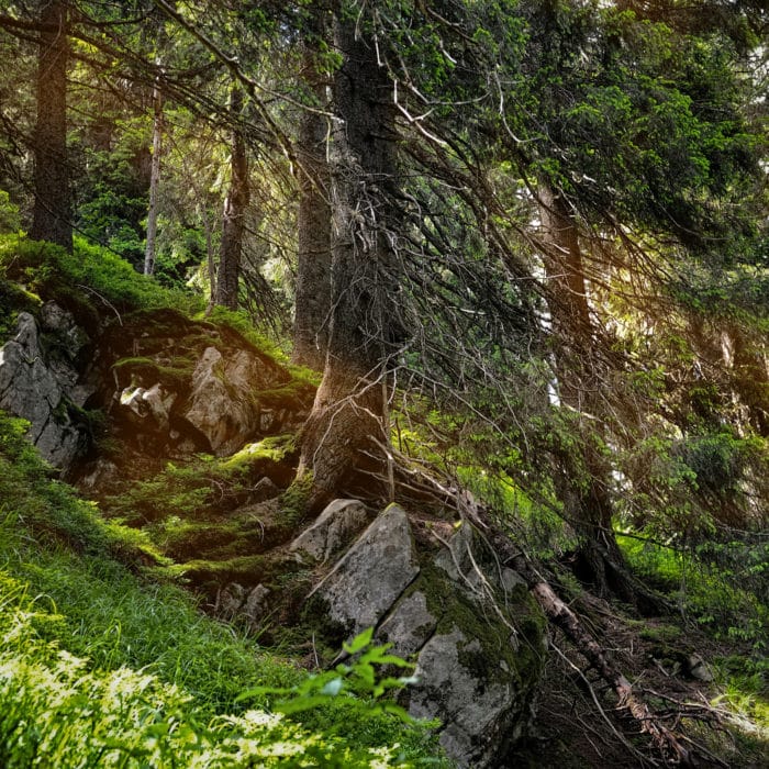 Forest landscape with sunbeams, mossy trees and stones