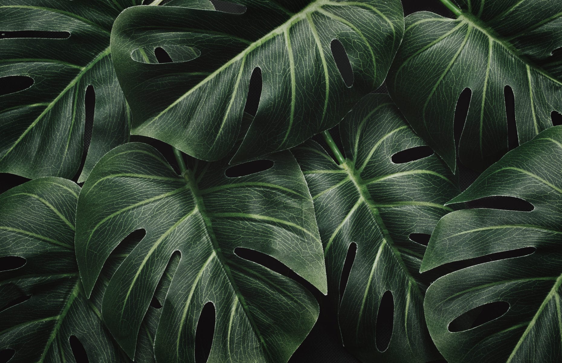 Night mystical dramatic jungle and monstera leaves and layout pattern in tropical moody forest