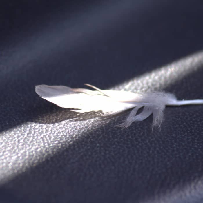 white feather on a grey leather