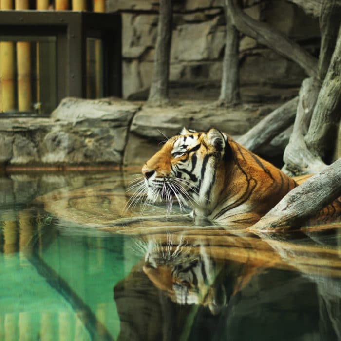 a tiger basking in the water