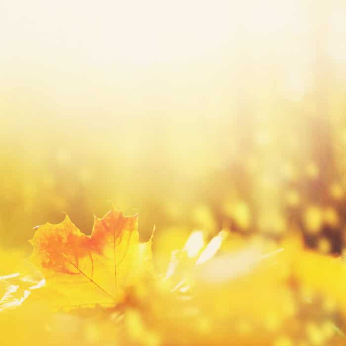 Autumn maple leaves in sunlights, sunny bokeh. Beautiful nature background with forest ground. Banner. Concept of fall season. Golden autumn card