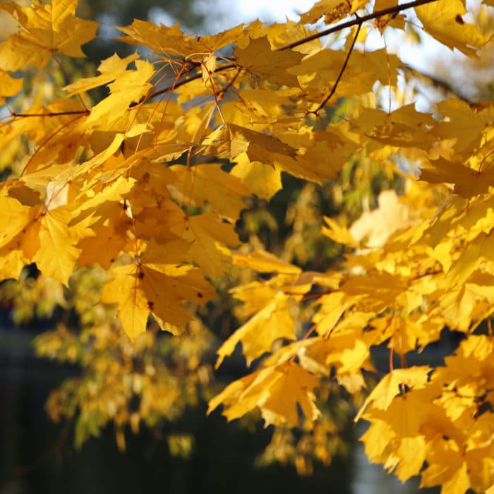 Beautiful golden autumn branches of maple