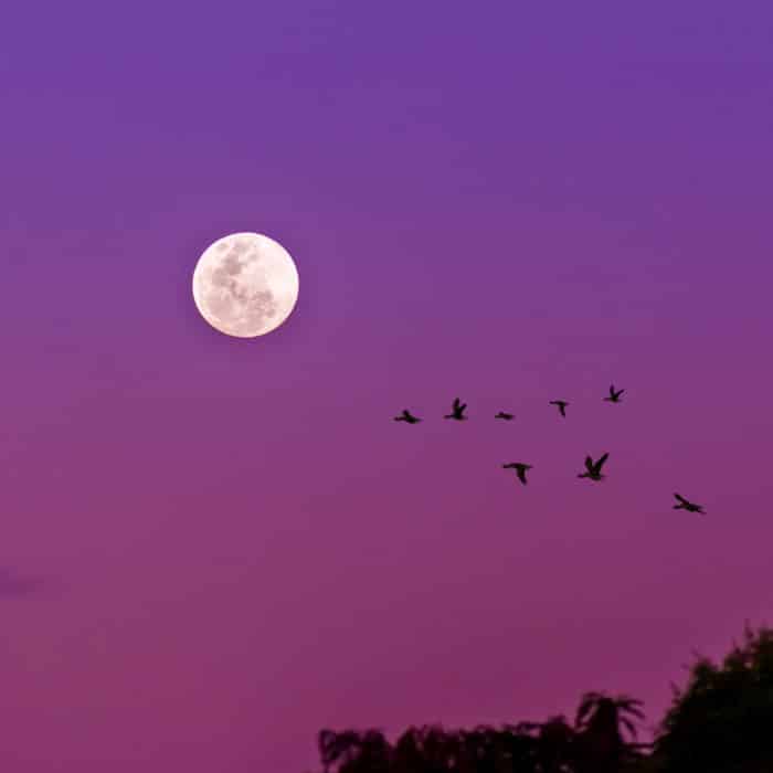 Moon on a Purple Sky