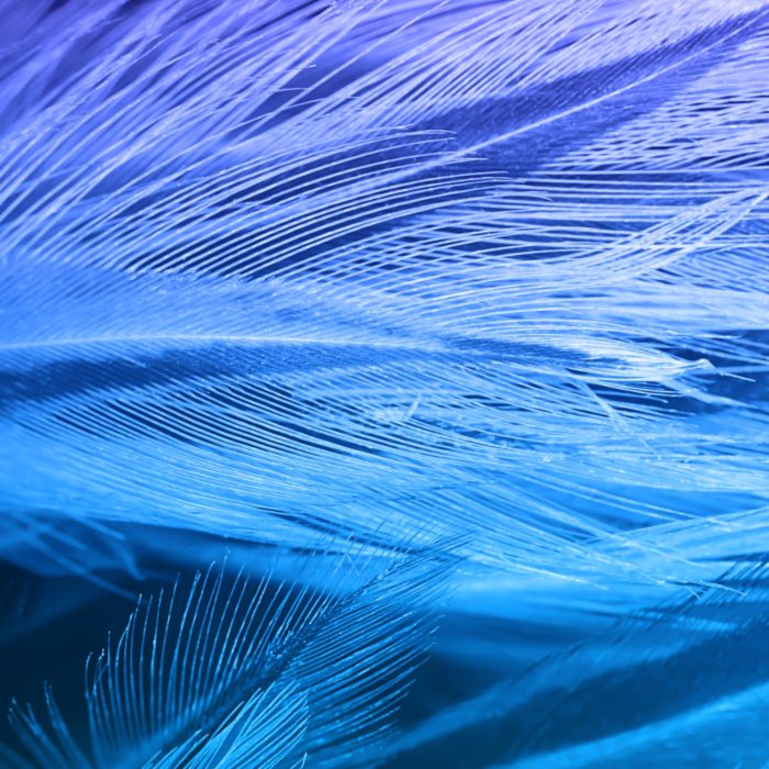 blue feather background texture angels fur pattern