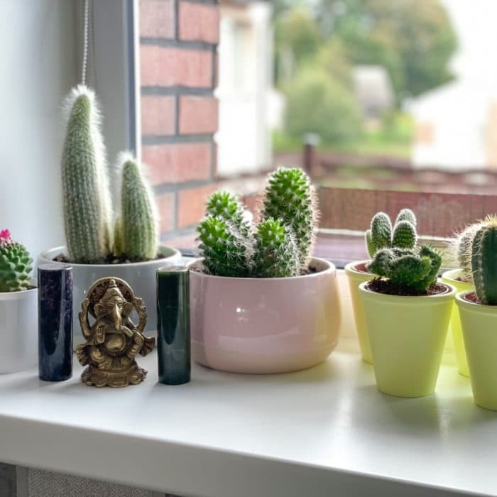 cactus plants on a windowsill