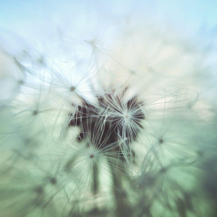 closeup of dandelion