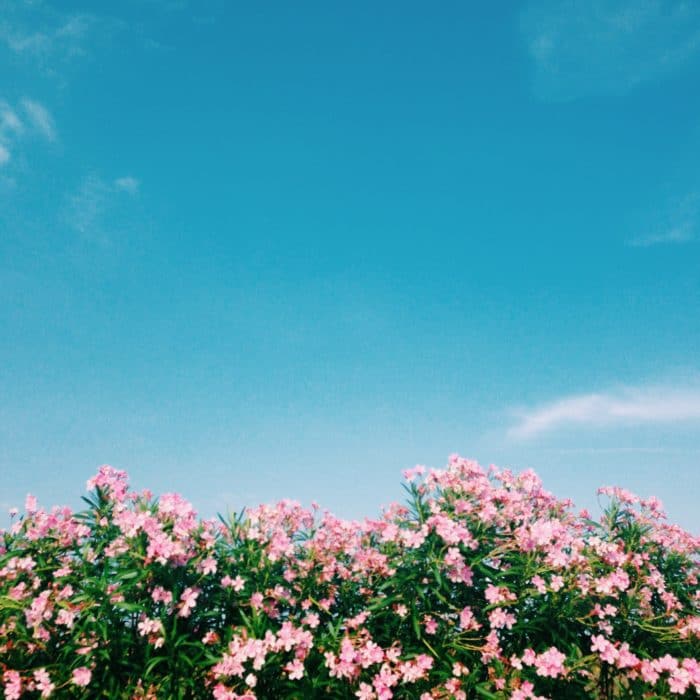 blue sky and flower field
