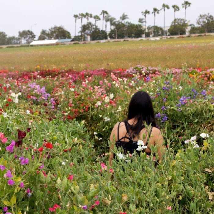 woman walking through field of sweet pea flowers