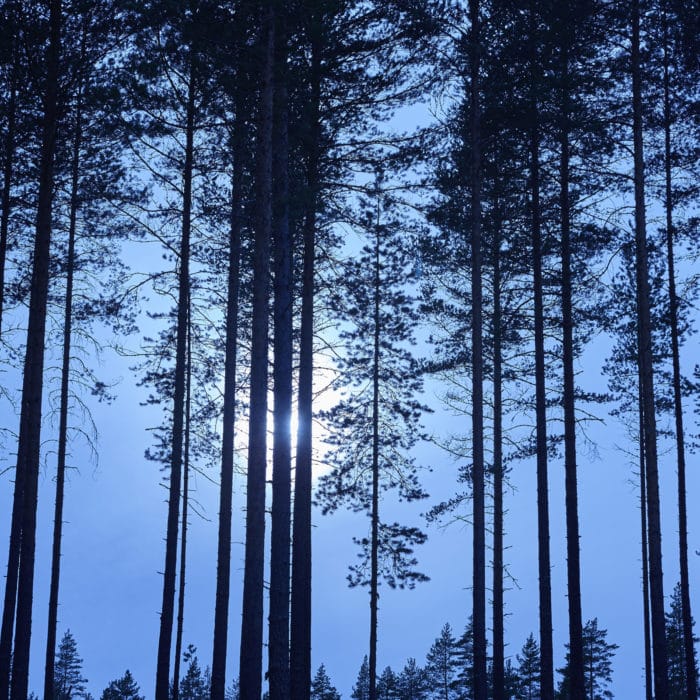 Finnish landscape with forest and moon by night. Finland