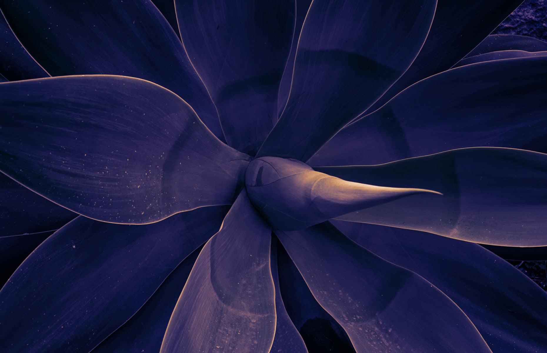 Mystical plant of agave trendy toned ultraviolet