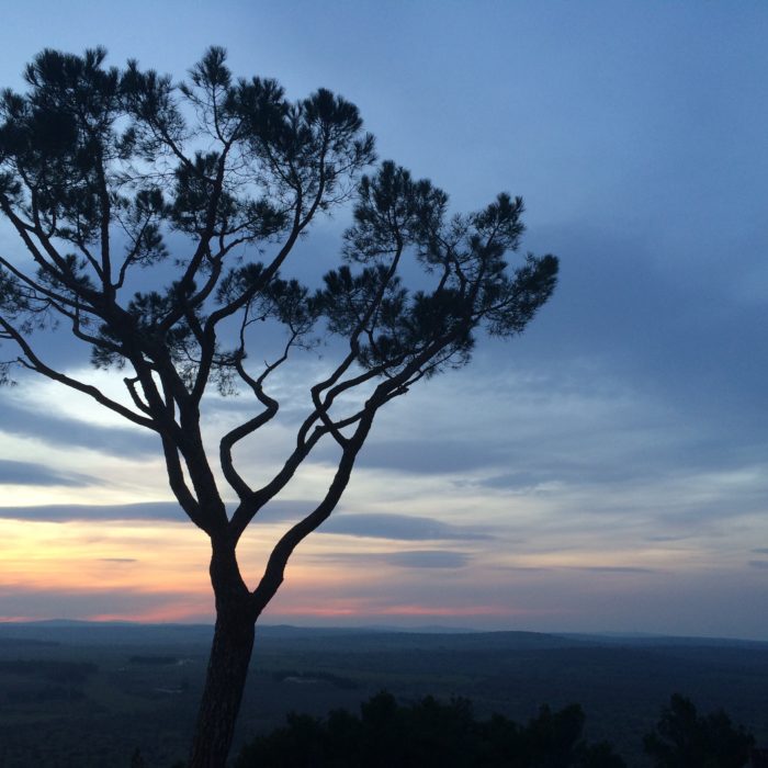 silhouette of tree on top of mountain at dusk