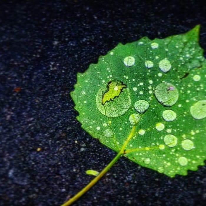 leaf with dewdrops on the road