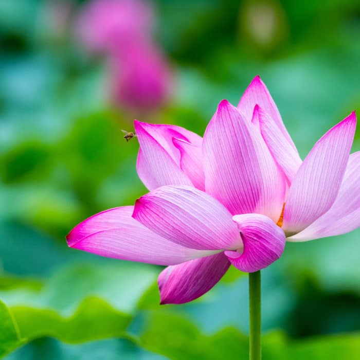 Lotus Flower, Peace and Meditation