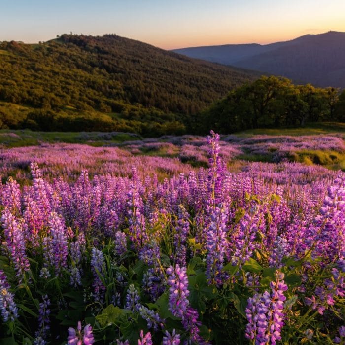 lupine fields at sunset in the hills