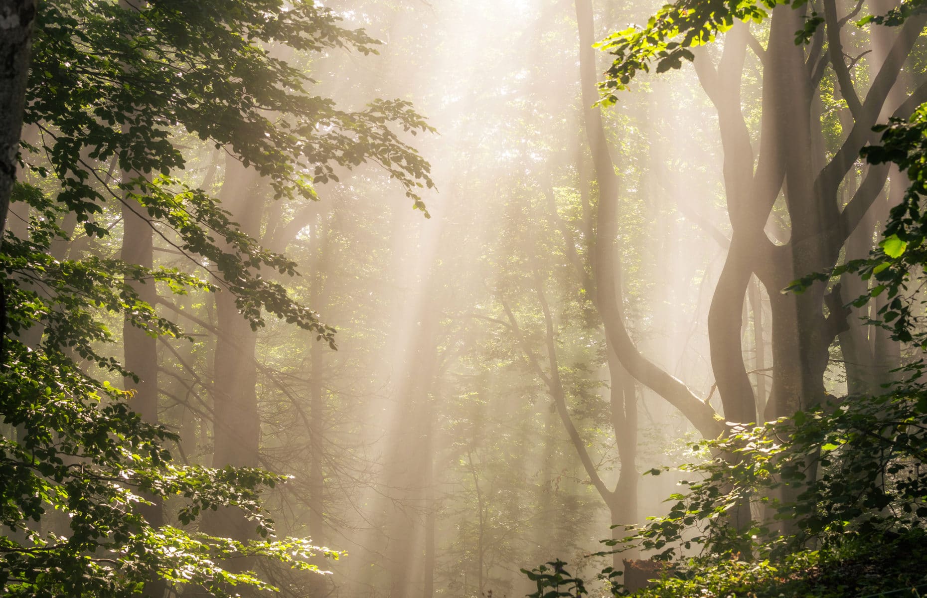 Morning sun rays in forest