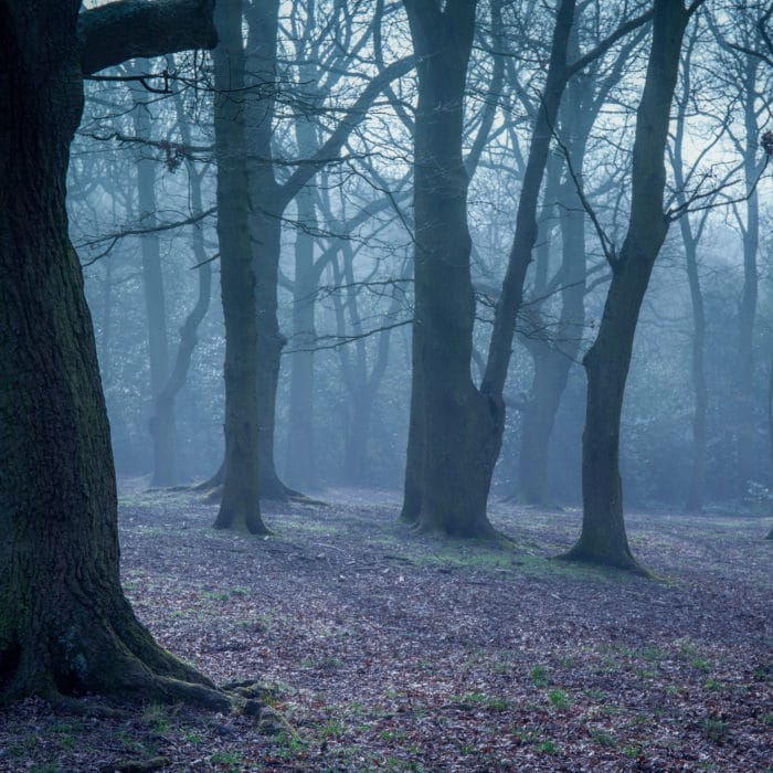 Mystical forest at dawn