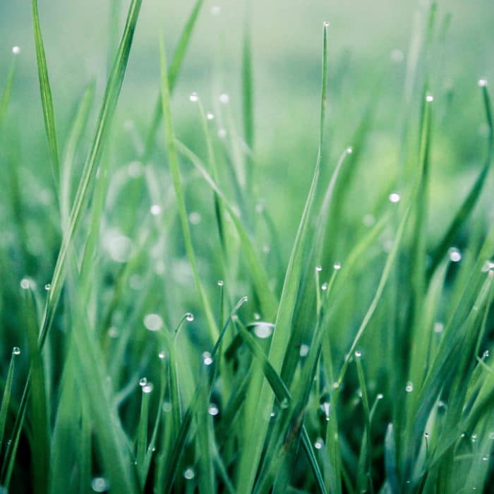 morning dew on green grass
