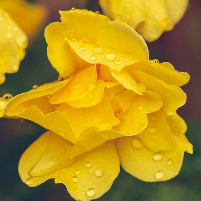 pistils yellow flower blossom with rain drops clos 2021 12 21 00 44 33 utc