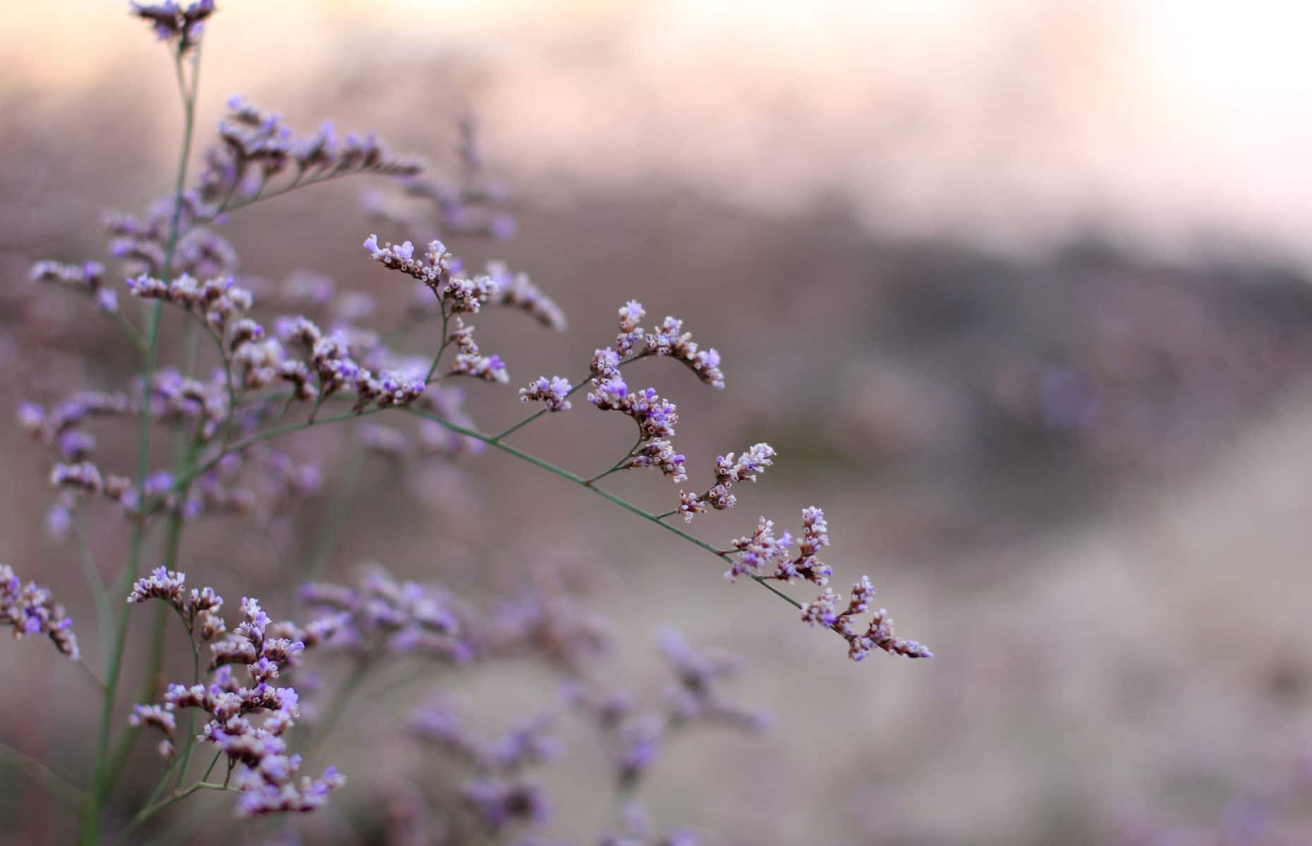 purple flowers limonium gmelinii bloom
