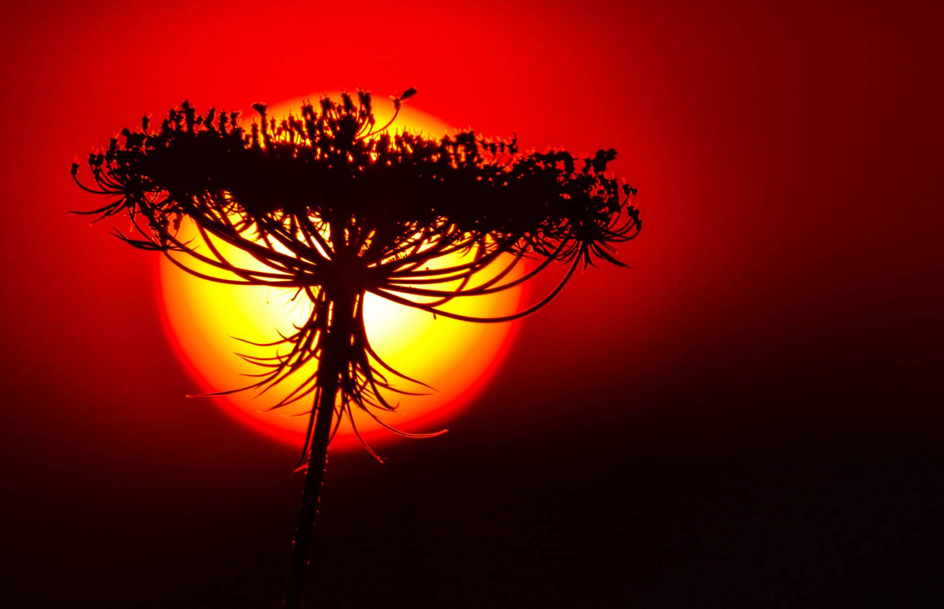 silhouette of flower with sunset