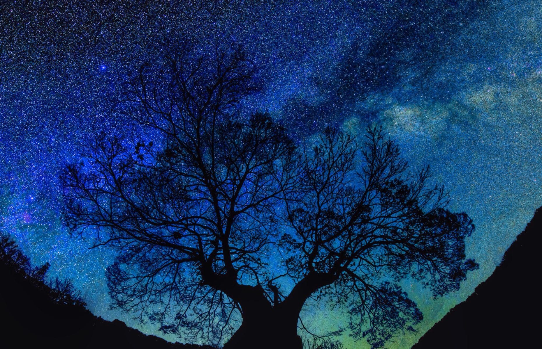 silhouette of a tree at night