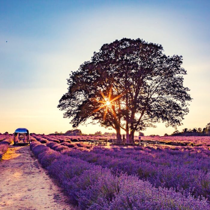 summer on lavender field