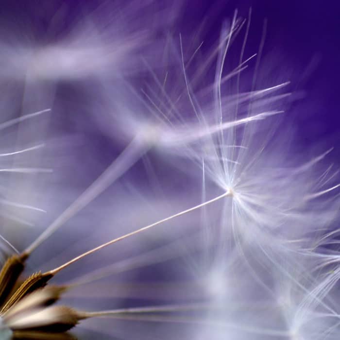 dandelions on purple background