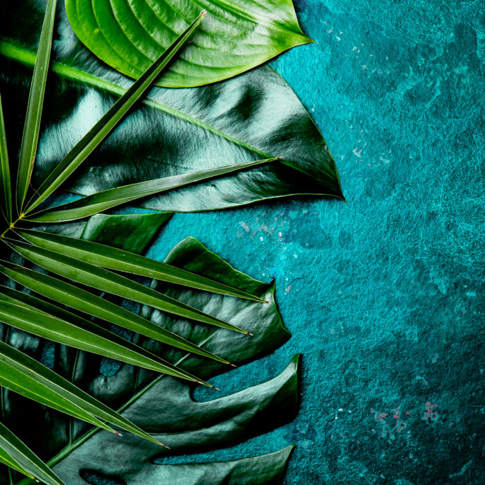 Creative tropical leaves background. Trandy tropical leaves on turquoise slate background - color of the year 2018. Top view, copy space
