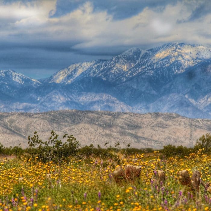field of wildflowers near a snowcapped mountain in front