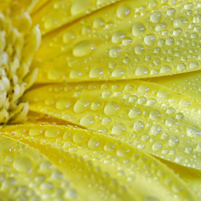 A close view of a beautiful yellow flower with water drops.