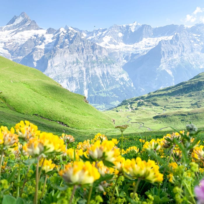 yellow wild flowers blooming in the alps