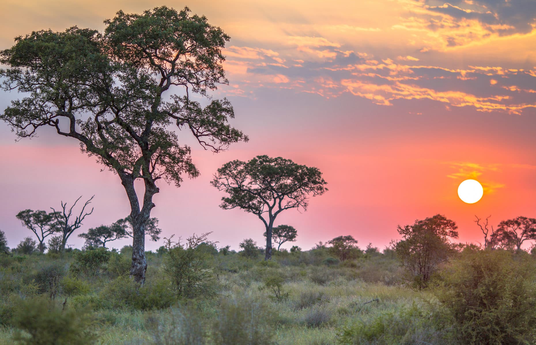 African Savanna plain overview with trees bushes and grass at sunset in Kruger national park South Africa