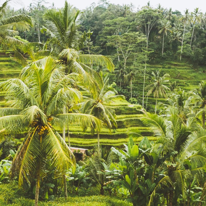 Amazing Tegalalang Rice Terrace Fields and some Palm Trees Around, Ubud, Bali, Indonesia