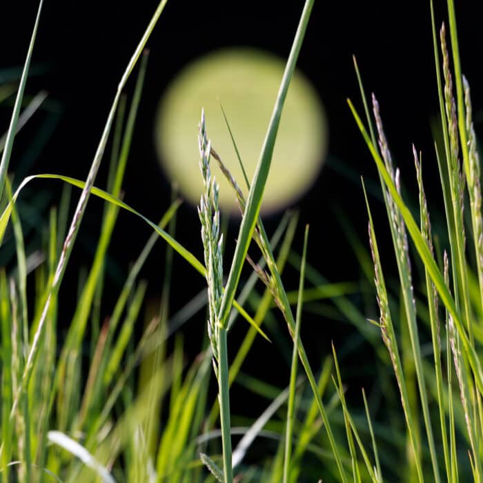 Full moon grass
