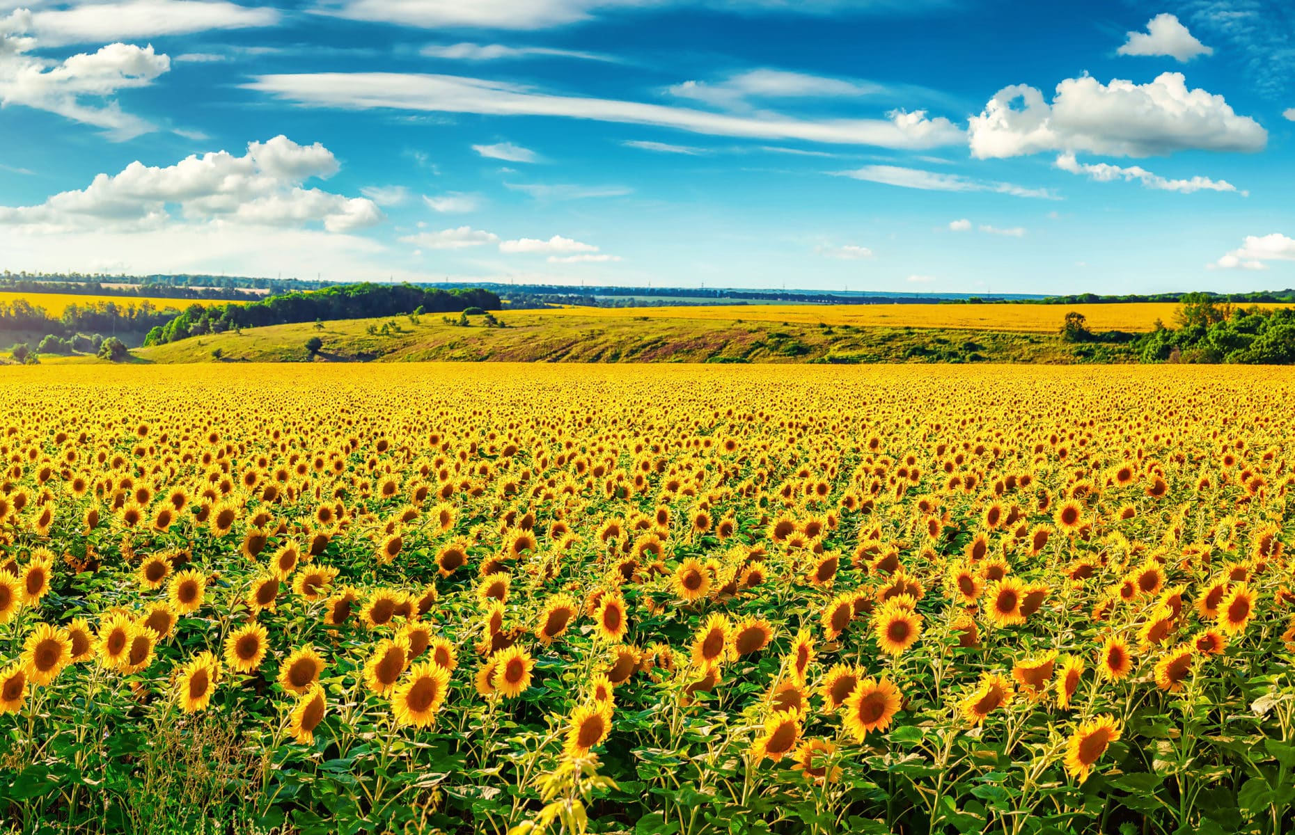 Blooming sunflower field
