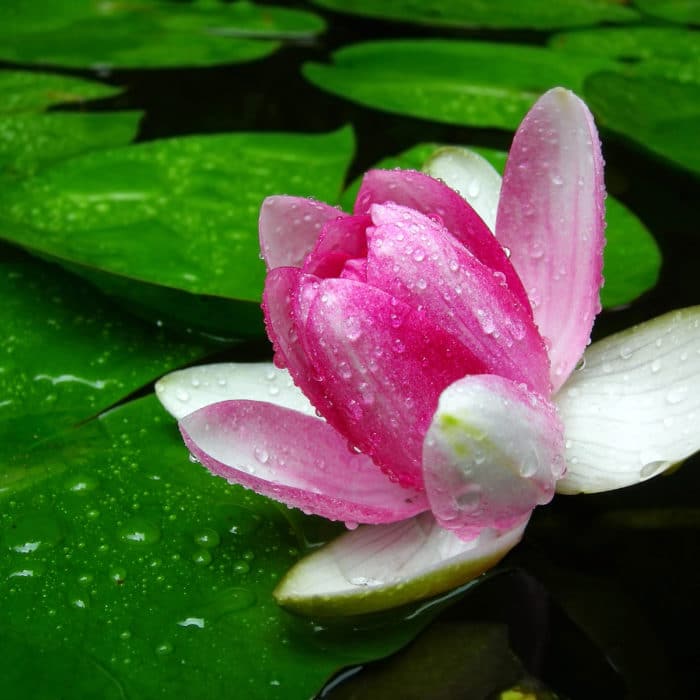 Lotus flower in the dew