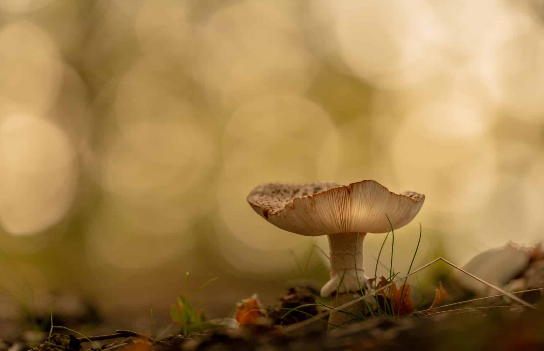 mushroom bokeh background