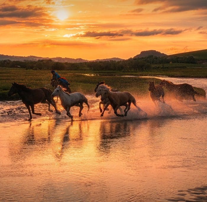 horses galloping on water and sunset